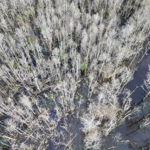 Photo #8 of Off Dixon Rd, Chocowinity, NC 67.6 acres