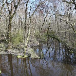 Photo #9 of Off Dixon Rd, Chocowinity, NC 67.6 acres