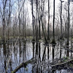 Photo #21 of Off Dixon Rd, Chocowinity, NC 67.6 acres