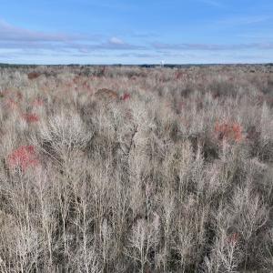 Photo #23 of Off Dixon Rd, Chocowinity, NC 67.6 acres