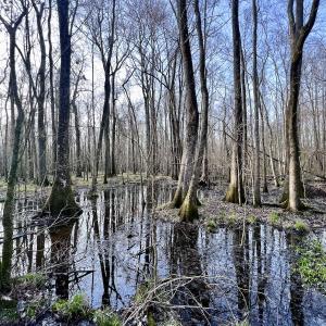 Photo #28 of Off Dixon Rd, Chocowinity, NC 67.6 acres