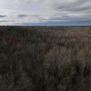 Photo #29 of Off Dixon Rd, Chocowinity, NC 67.6 acres