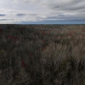 Photo #29 of Off Dixon Rd, Chocowinity, NC 67.6 acres