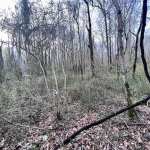 Photo #33 of Off Dixon Rd, Chocowinity, NC 67.6 acres