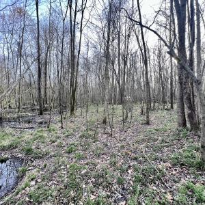 Photo #34 of Off Dixon Rd, Chocowinity, NC 67.6 acres