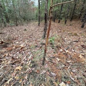 Photo #5 of SOLD property in Off Hilltop Lane, Skippers, VA 70.3 acres