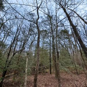 Photo #9 of SOLD property in Off Hilltop Lane, Skippers, VA 70.3 acres