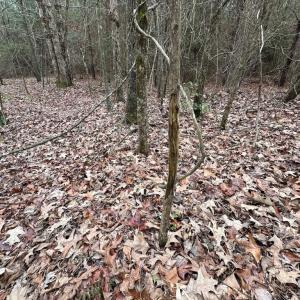 Photo #26 of SOLD property in Off Hilltop Lane, Skippers, VA 70.3 acres
