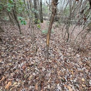 Photo #30 of SOLD property in Off Hilltop Lane, Skippers, VA 70.3 acres