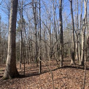 Photo #8 of SOLD property in 16024, 16118, & 16116 Exter Mill Rd, Chesterfield, VA 18.4 acres
