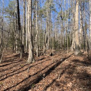 Photo #9 of SOLD property in 16024, 16118, & 16116 Exter Mill Rd, Chesterfield, VA 18.4 acres