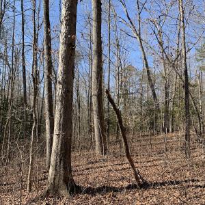 Photo #10 of SOLD property in 16024, 16118, & 16116 Exter Mill Rd, Chesterfield, VA 18.4 acres