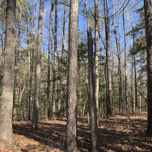 Photo #12 of SOLD property in 16024, 16118, & 16116 Exter Mill Rd, Chesterfield, VA 18.4 acres