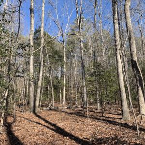 Photo #14 of SOLD property in 16024, 16118, & 16116 Exter Mill Rd, Chesterfield, VA 18.4 acres