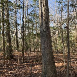 Photo #16 of SOLD property in 16024, 16118, & 16116 Exter Mill Rd, Chesterfield, VA 18.4 acres