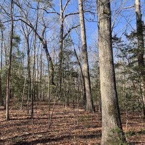 Photo #17 of SOLD property in 16024, 16118, & 16116 Exter Mill Rd, Chesterfield, VA 18.4 acres