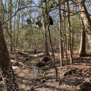 Photo #19 of SOLD property in 16024, 16118, & 16116 Exter Mill Rd, Chesterfield, VA 18.4 acres