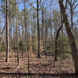 Photo #20 of SOLD property in 16024, 16118, & 16116 Exter Mill Rd, Chesterfield, VA 18.4 acres