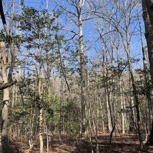 Photo #21 of SOLD property in 16024, 16118, & 16116 Exter Mill Rd, Chesterfield, VA 18.4 acres