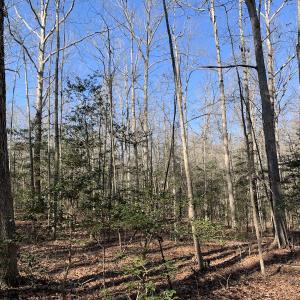 Photo #22 of SOLD property in 16024, 16118, & 16116 Exter Mill Rd, Chesterfield, VA 18.4 acres