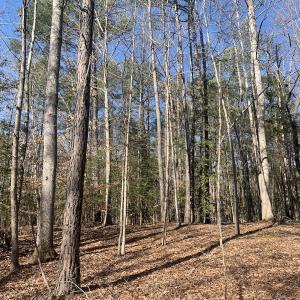 Photo #23 of SOLD property in 16024, 16118, & 16116 Exter Mill Rd, Chesterfield, VA 18.4 acres