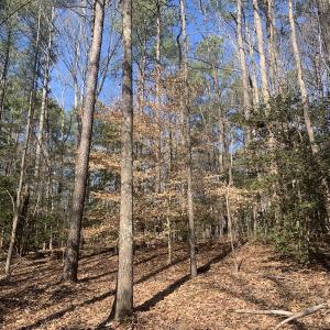 Photo #25 of SOLD property in 16024, 16118, & 16116 Exter Mill Rd, Chesterfield, VA 18.4 acres