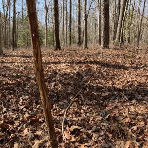 Photo #27 of SOLD property in 16024, 16118, & 16116 Exter Mill Rd, Chesterfield, VA 18.4 acres