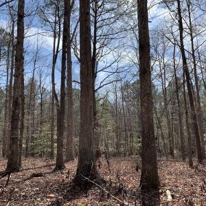 Photo #28 of SOLD property in 16024, 16118, & 16116 Exter Mill Rd, Chesterfield, VA 18.4 acres