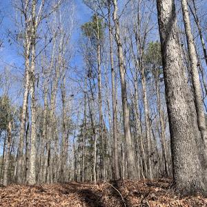 Photo #29 of SOLD property in 16024, 16118, & 16116 Exter Mill Rd, Chesterfield, VA 18.4 acres