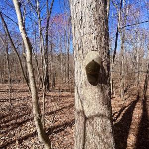 Photo #22 of Off Kemp Ford Rd, Union Hall, VA 7.1 acres