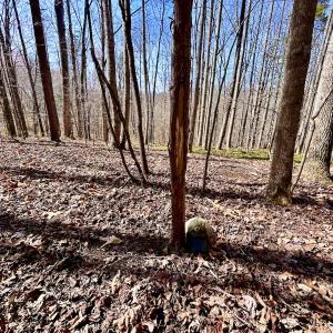 Photo #37 of Off Kemp Ford Rd, Union Hall, VA 7.1 acres