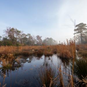 Photo #12 of SOLD property in Off North Lake Rd, Fairfield, NC 11,600.0 acres