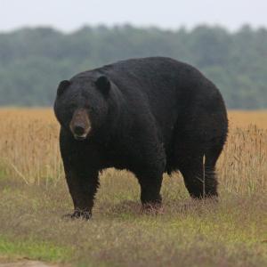 Photo #15 of SOLD property in Off North Lake Rd, Fairfield, NC 11,600.0 acres