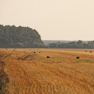 Photo #16 of SOLD property in Off North Lake Rd, Fairfield, NC 11,600.0 acres