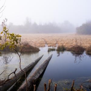 Photo #18 of SOLD property in Off North Lake Rd, Fairfield, NC 11,600.0 acres