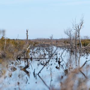 Photo #8 of SOLD property in Off North Lake Rd, Fairfield, NC 11,600.0 acres