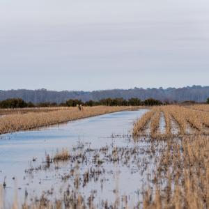 Photo #35 of SOLD property in Off North Lake Rd, Fairfield, NC 11,600.0 acres