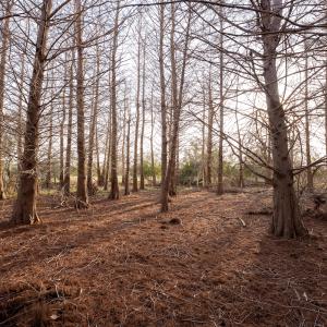 Photo #37 of SOLD property in Off North Lake Rd, Fairfield, NC 11,600.0 acres