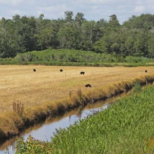 Photo #42 of SOLD property in Off North Lake Rd, Fairfield, NC 11,600.0 acres