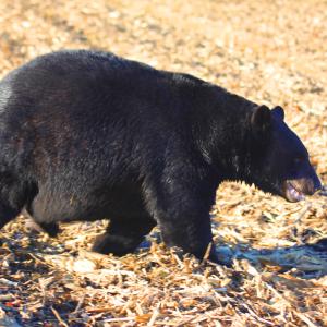 Photo #72 of SOLD property in Off North Lake Rd, Fairfield, NC 11,600.0 acres