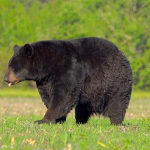 Photo #77 of SOLD property in Off North Lake Rd, Fairfield, NC 11,600.0 acres