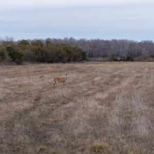 Photo #83 of Off North Lake Rd, Fairfield, NC 11,600.0 acres