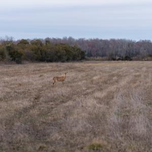 Photo #83 of SOLD property in Off North Lake Rd, Fairfield, NC 11,600.0 acres