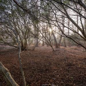 Photo #84 of SOLD property in Off North Lake Rd, Fairfield, NC 11,600.0 acres