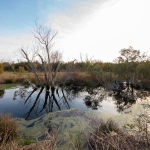 Photo #86 of SOLD property in Off North Lake Rd, Fairfield, NC 11,600.0 acres