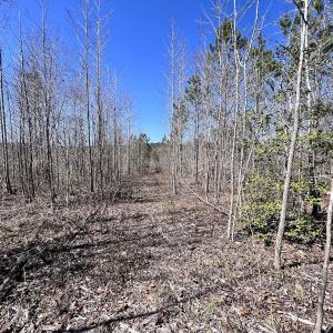 Photo #5 of SOLD property in 05 Beamon Hunt Rd, Warrenton, NC 23.7 acres