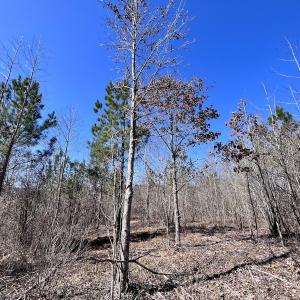 Photo #9 of SOLD property in 05 Beamon Hunt Rd, Warrenton, NC 23.7 acres