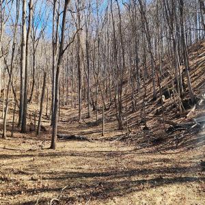 Photo #9 of SOLD property in Off Mt. Herman Rd, Middlebrook, VA 243.1 acres
