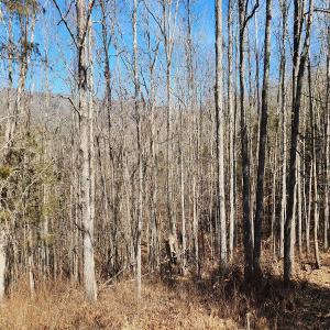 Photo #17 of SOLD property in Off Mt. Herman Rd, Middlebrook, VA 243.1 acres