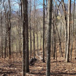 Photo #20 of SOLD property in Off Mt. Herman Rd, Middlebrook, VA 243.1 acres
